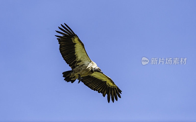 白背秃鹰(Gyps africanus)是一种东半球鹰科秃鹰。有时它被称为非洲白背秃鹰，以区别于东方白背秃鹰。肯尼亚马赛马拉国家保护区。飞行。